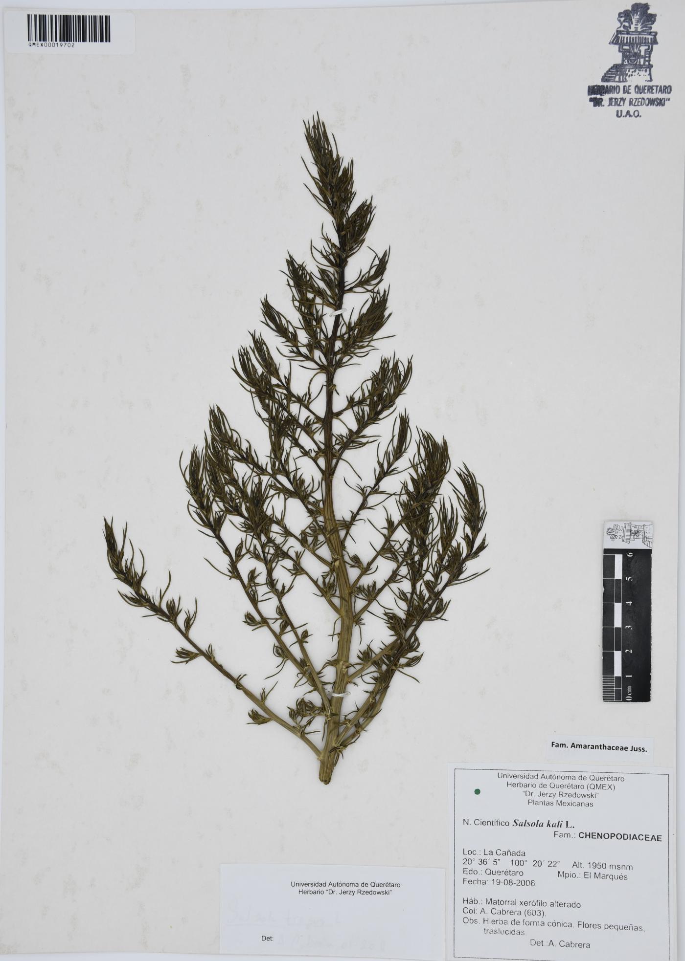 Salsola kali image